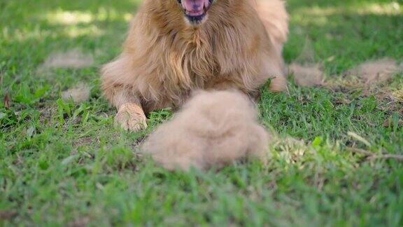 金毛寻回犬躺在草地上