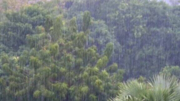 热带暴雨在丛林背景下的绿色森林与一棵棕榈树慢动作
