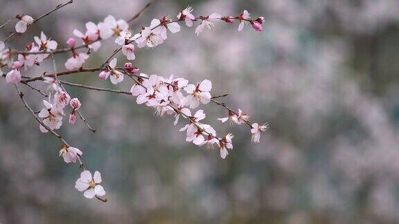 春天樱花盛开