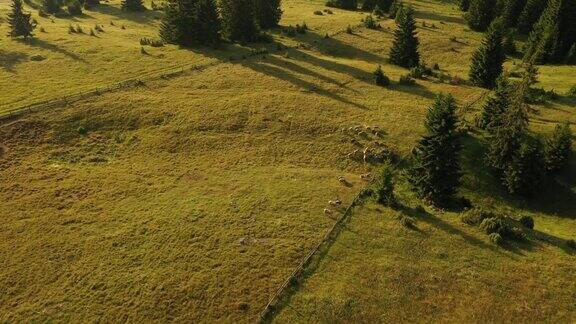 鸟瞰图在塔拉山在塞尔维亚在一个夏天的一天