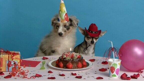 澳大利亚牧羊犬和吉娃娃坐在生日桌旁