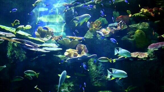 珊瑚礁上的鱼