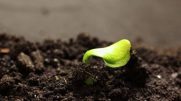 地面农业中生长春夏交替发芽种植在温室