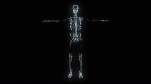 x射线人体骨骼模型