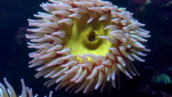 彩色珊瑚珊瑚虫浅水珊瑚礁特写