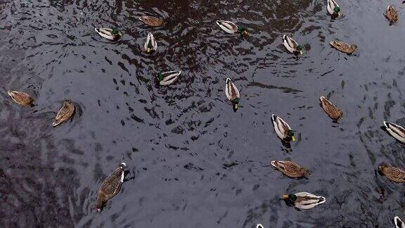 鸭子在黑暗的水中盘旋鸭子在湖面上游泳