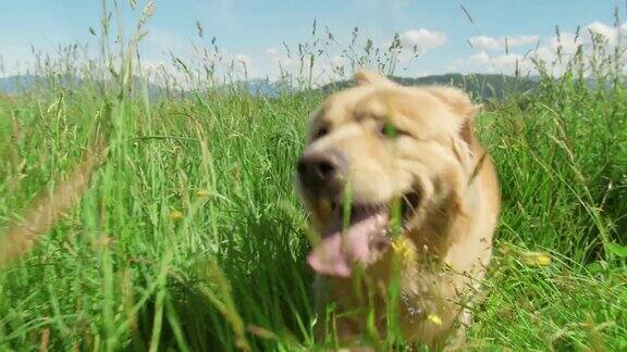 金毛猎犬走过一片高高的草丛