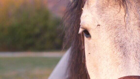 棕色眼睛的白马