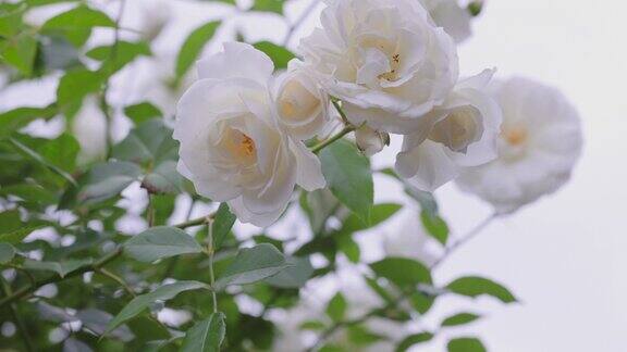 白色开花植物特写