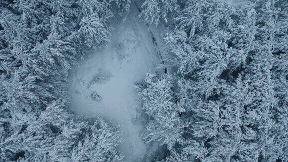 森林里的树木被雪覆盖雾气缭绕这是空中拍摄的冬季镜头