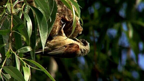欧洲山雀在树上筑巢喂养雏鸟