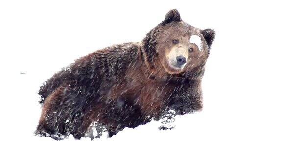 在大自然的冬天棕熊在雪地里