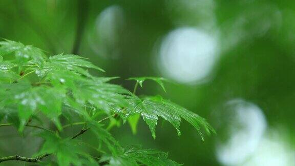 雨滴落在枫叶上在日本