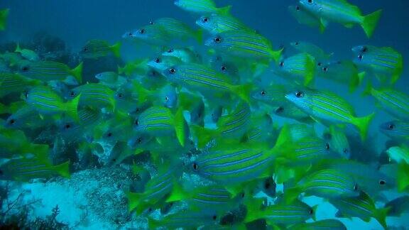 在大洋洲印度尼西亚东南亚一群蓝条纹鲷游过珊瑚礁