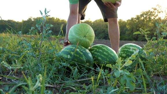 年轻的农民在有机农场的田地里收获西瓜