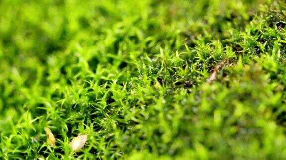 绿色的苔藓生长盛开的苔藓像厚厚的地毯一样覆盖着地面