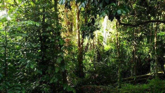 丛林中的绿色植物自然界阳光明媚的日子里各种热带绿色植物生长在树林里神奇的热带雨林景色野生植被怪物和藤本植物深热带森林无人机视图