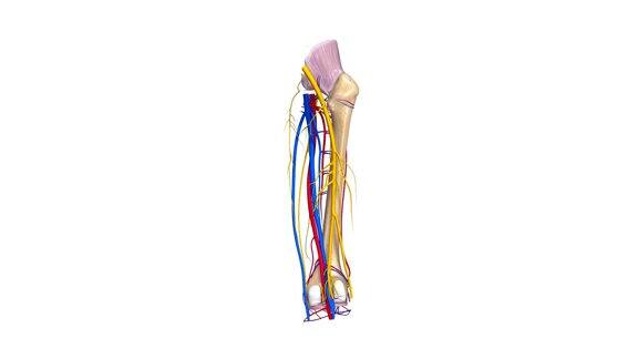 股骨韧带动脉神经和静脉