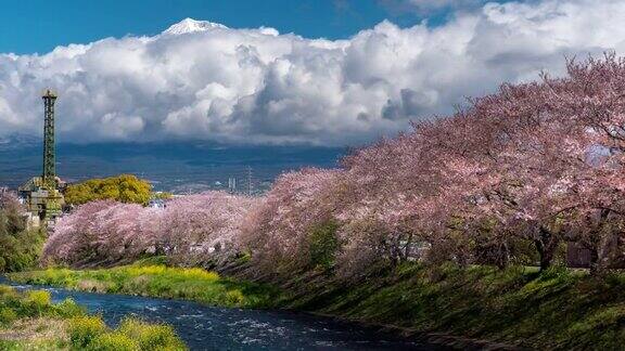 樱花盛开在日本富士山时光流逝运动