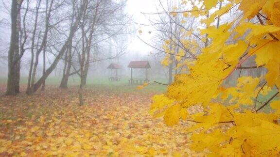 秋天的公园笼罩在浓雾之中这里有黄叶的树木和休闲的凉亭