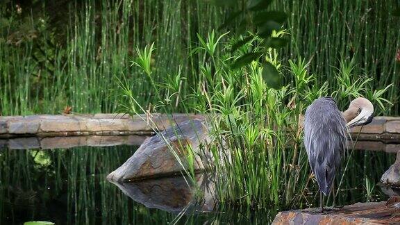 蓝鹭俯瞰池塘