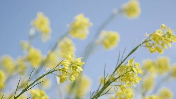 慢镜头蓝色的天空和油菜籽美丽的黄花