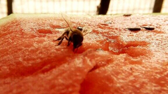 蜜蜂在红西瓜上爬行和喝花蜜的背景苍蝇爬行宏