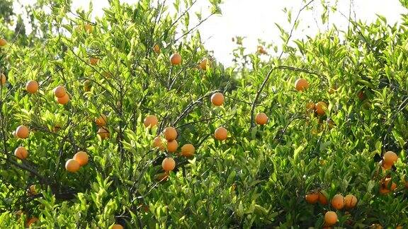 在农业种植园里橙子挂在橘子树上的树枝上