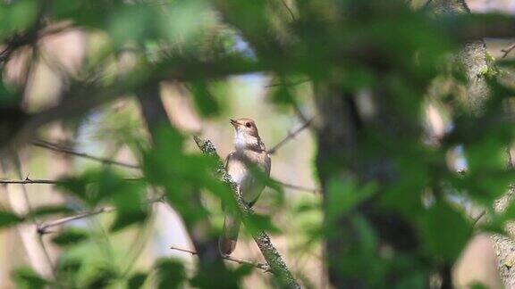 夜莺坐在灌木丛中唱着一首美丽的歌