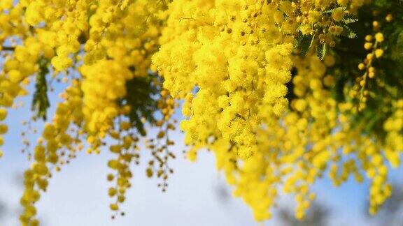 二月蜜蜂为盛开的黄色含羞草授粉在3月8日的国际妇女节含羞草枝叶被赠送给女性
