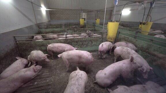 许多猪的养猪场