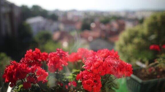 阳台上的红花