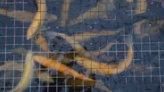 金色的鳟鱼在鱼池里游泳在格子下俯视图