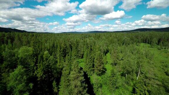 飞行穿过森林冠层-瑞典北部森林