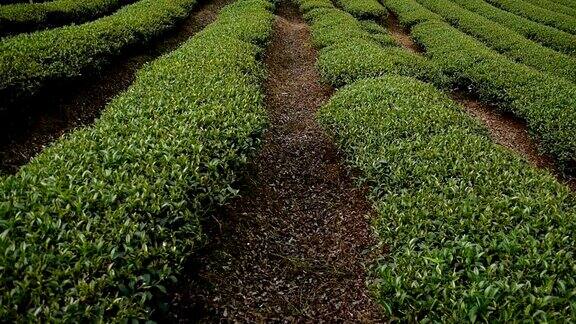 走在山上的绿茶种植园里
