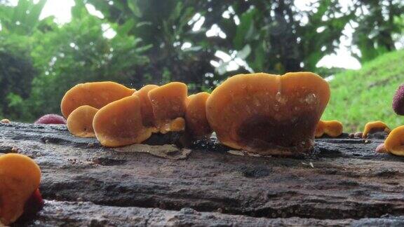 老圆木上的蘑菇