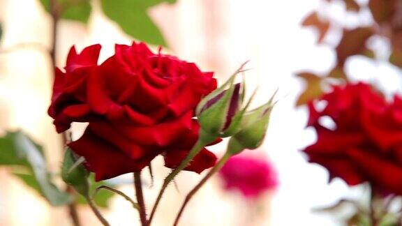 花坛上含苞欲放的红玫瑰跟踪拍摄