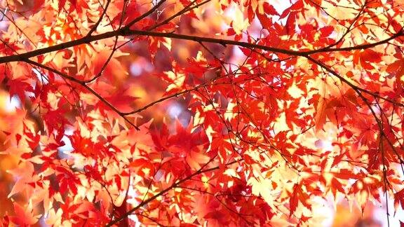日本秋天的叶子染成了红色