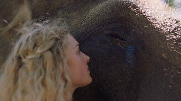 近距离的女人触摸大象抚摸动物伴侣享受友谊感受与大自然的联系