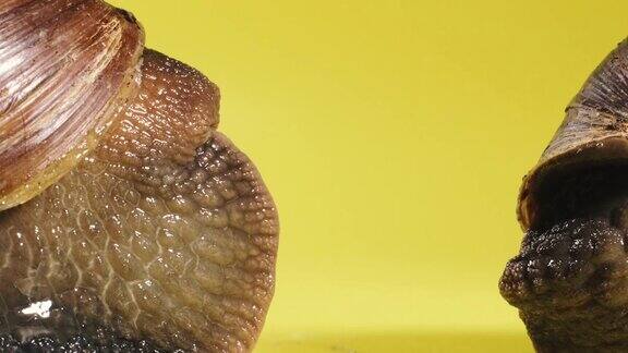 蜗牛蜗牛在黄色的背景上爬行微距镜头