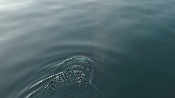 千岛群岛上的虎鲸