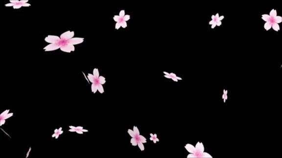 樱花落在透明背景上的4K动画樱花的花