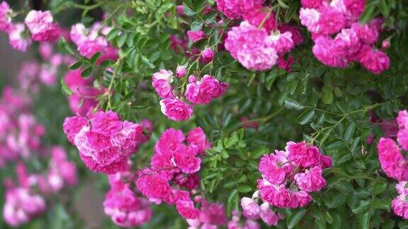 美丽的盛开的粉红玫瑰丛在大自然中花背景特写镜头