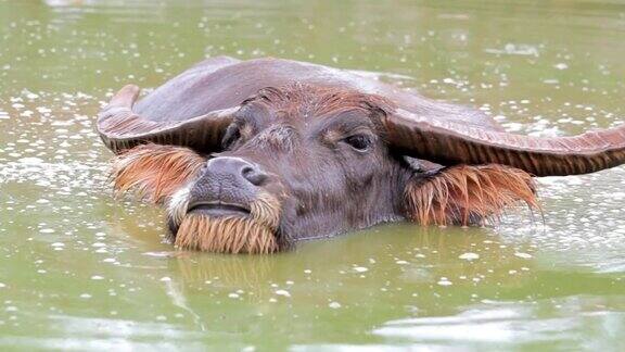 水牛在池塘里休息