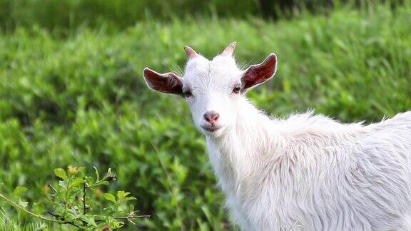 农场里有趣的山羊成年白山羊在草地上吃草