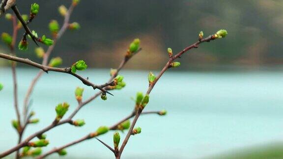 湖面上第一个春芽