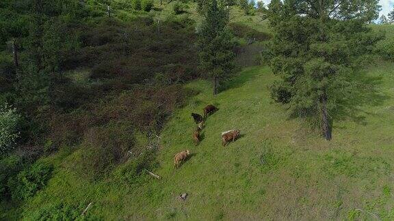 爱达荷州山区自由牧场上的一小群奶牛用静态摄像机拍摄无人机视频