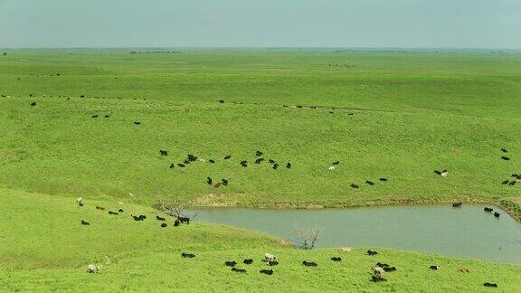 奶牛在堪萨斯草原-空中