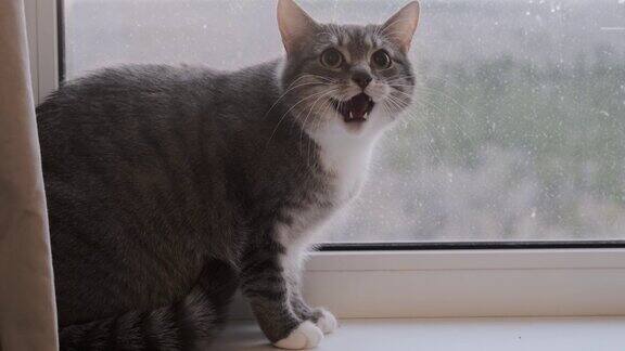 受惊的猫站在窗台上张大了嘴