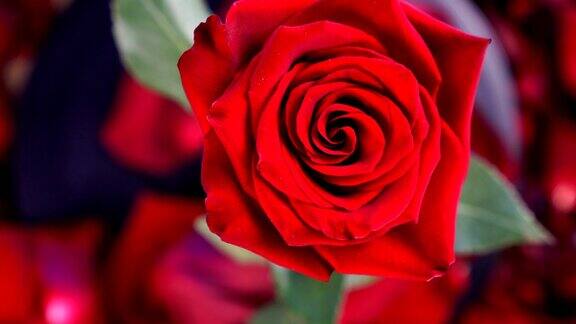 顶视图的红玫瑰花旋转近的背景美丽的暗红玫瑰特写